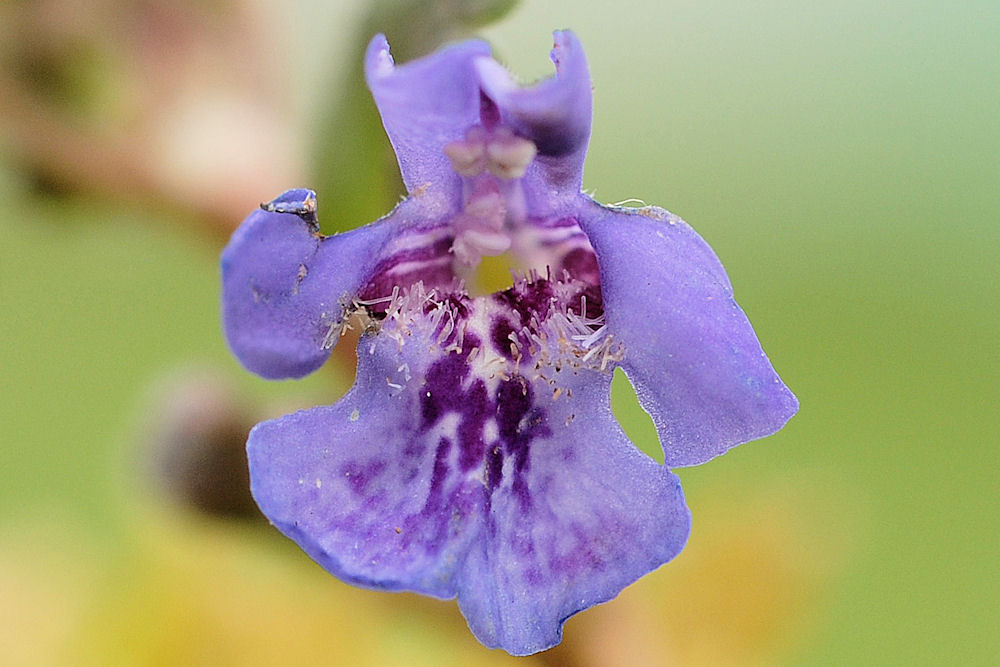 Ground Ivy