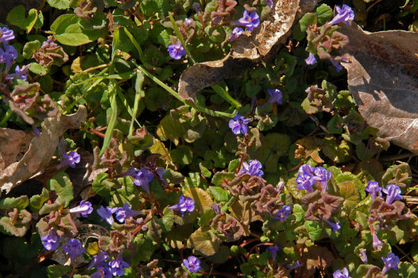 Ground Ivy