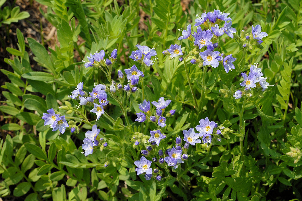 Showy Jacob's Ladder