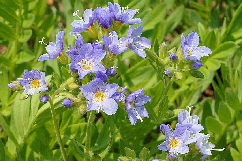 Showy Jacob's Ladder