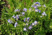 Jacob's Ladder, Showy