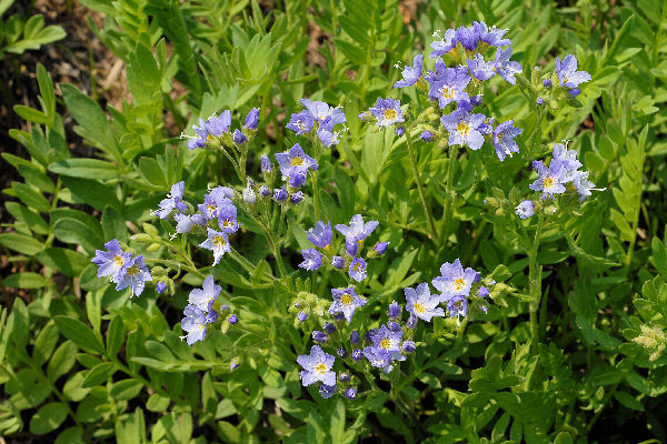 Showy Jacob's Ladder