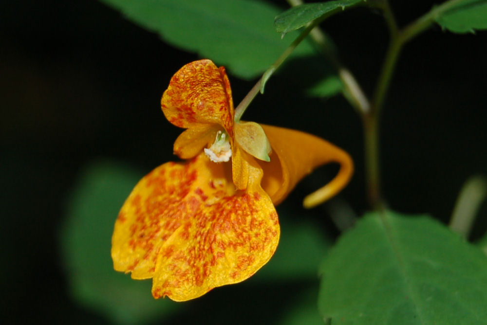 Cape Jewelweed