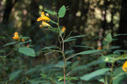 Jewelweed, Cape