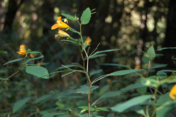 Cape Jewelweed