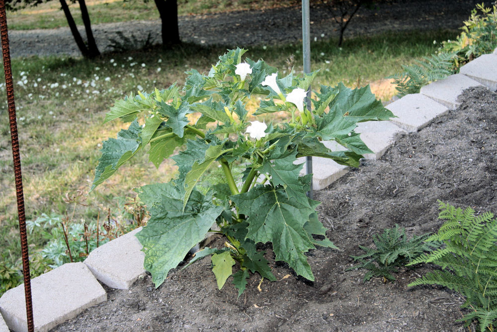 Jimsonweed