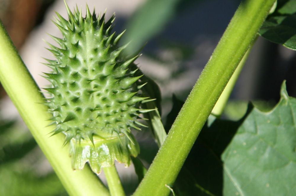 Jimsonweed