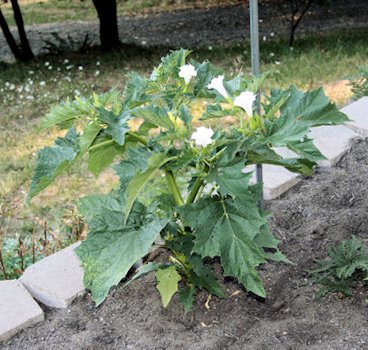 Jimsonweed