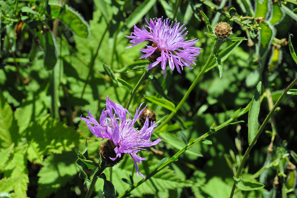 Spotted Knapweed