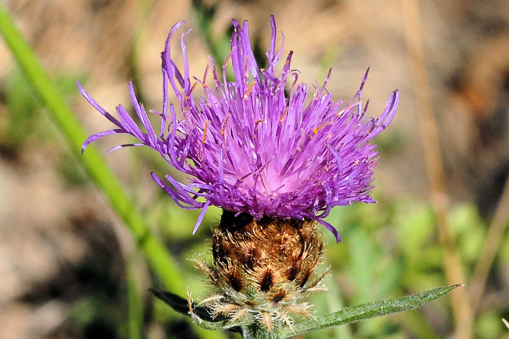 Spotted Knapweed