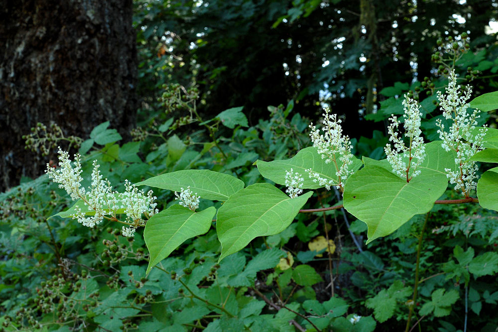 Japanese Knotweed