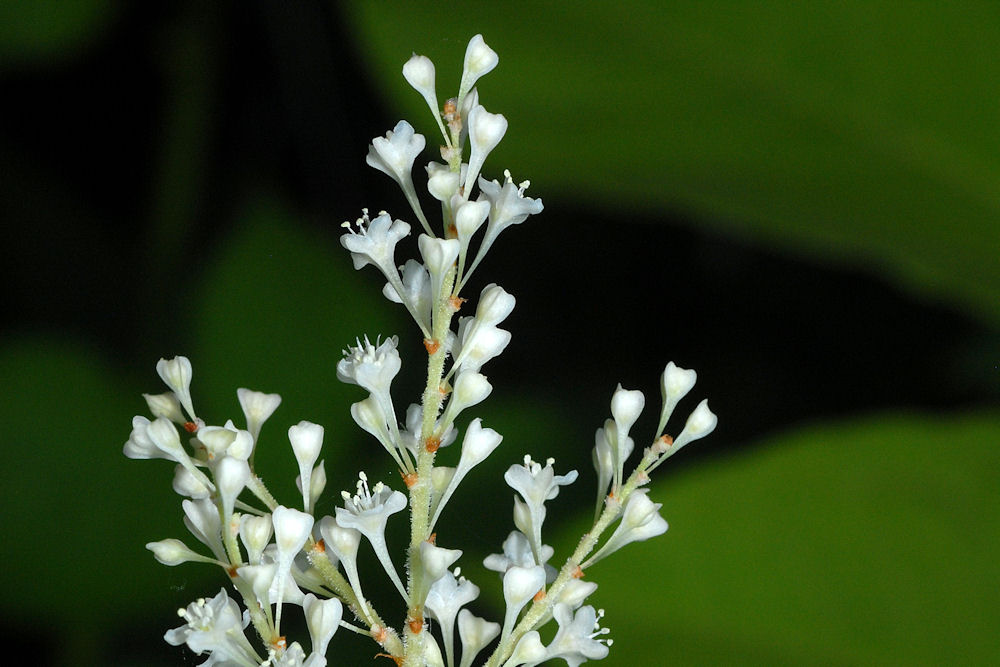 Japanese Knotweed