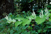 Knotweed, Japanese