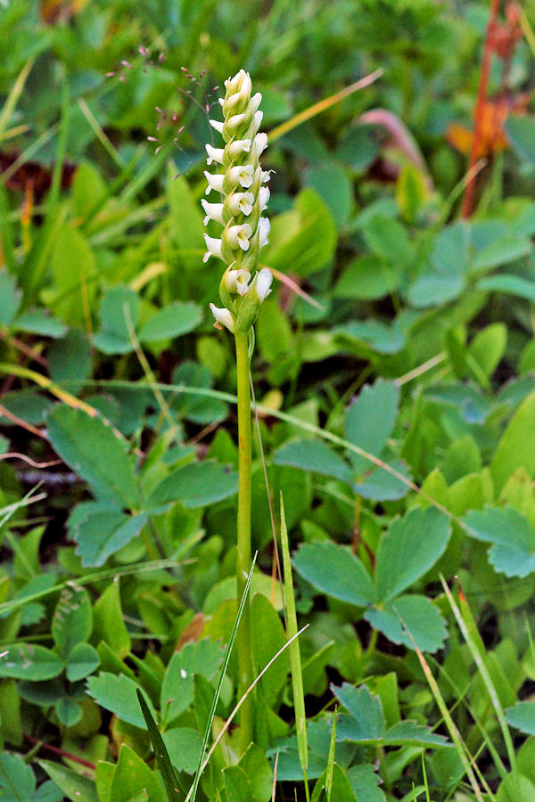 Hooded Ladies' Tresses