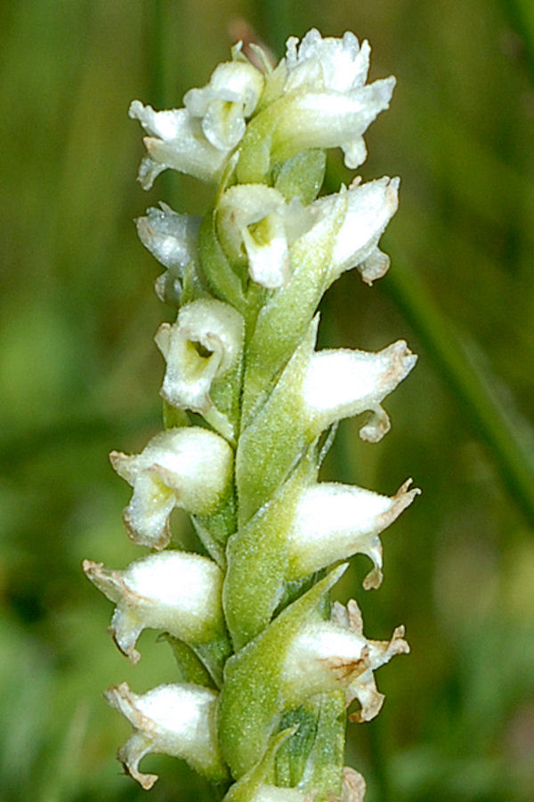 Hooded Ladies' Tresses