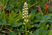 Ladies' Tresses, Hooded