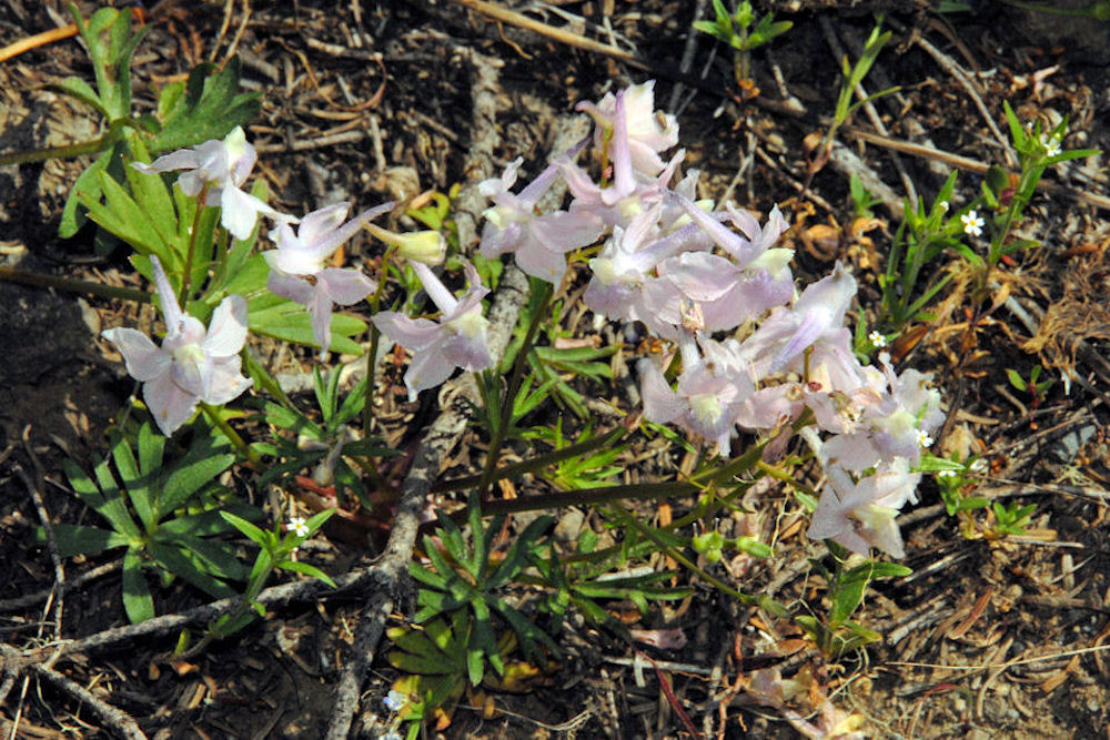 Menzies' Larkspur