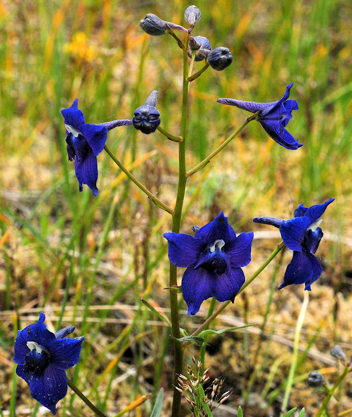 Menzies' Larkspur