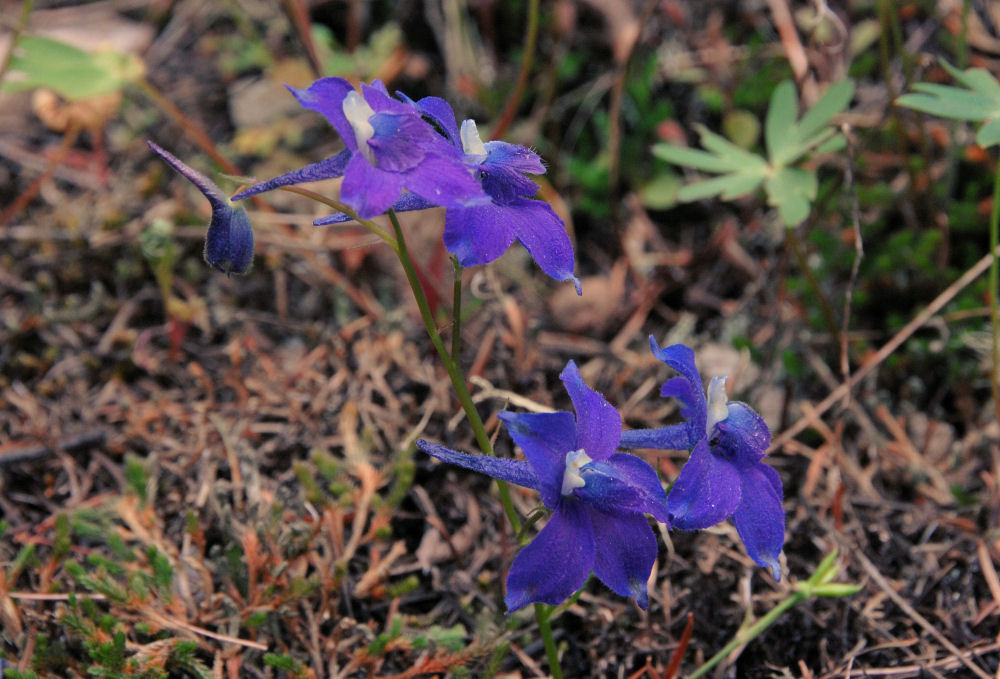 Menzies' Larkspur