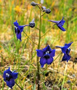 Menzies' Larkspur