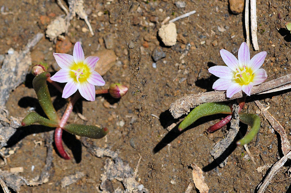 Three Leaf Lewisia