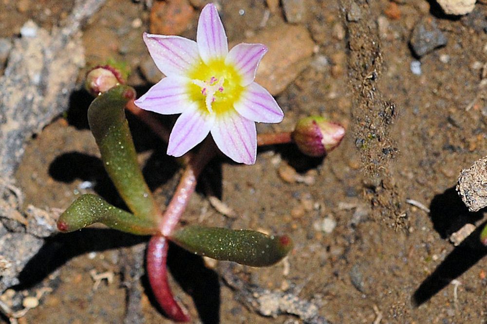 Three Leaf Lewisia