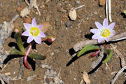 Lewisia, Three Leaf 