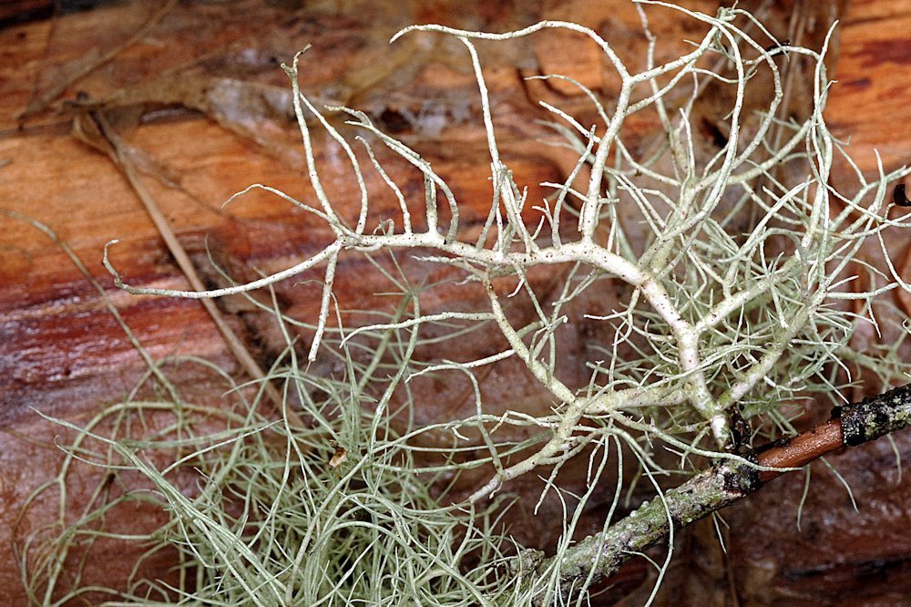 Blood Splattered Beard Lichen