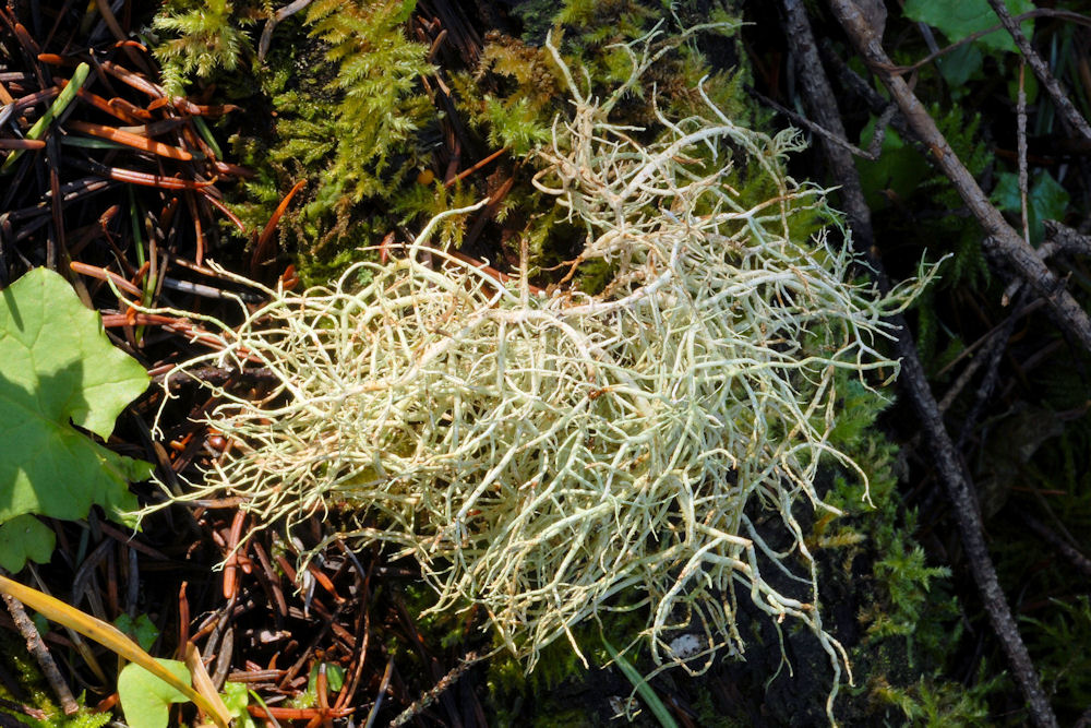 Blood Splattered Beard Lichen