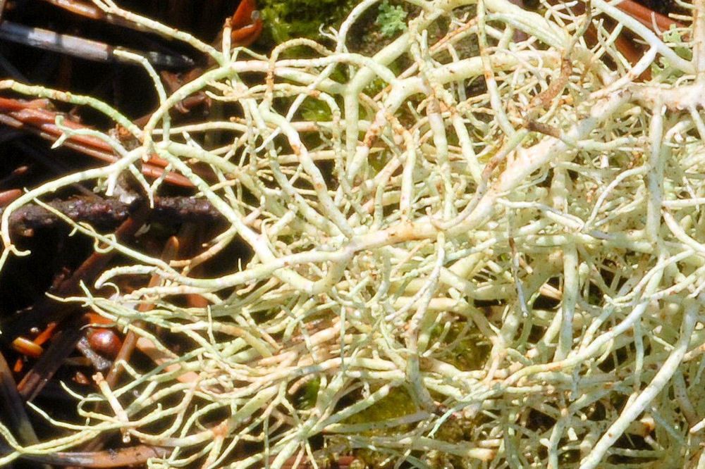 Blood Splattered Beard Lichen