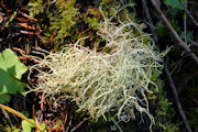 Lichen, Blood Splattered Beard