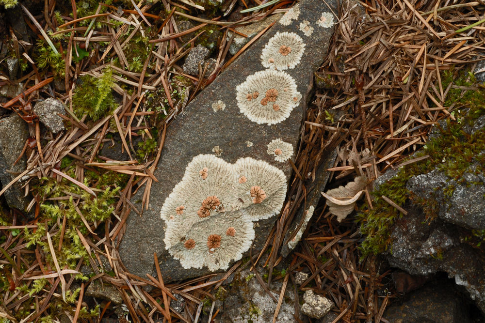 Bull's Eye Lichen