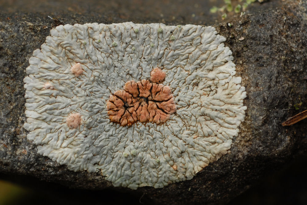 Bull's Eye Lichen