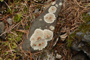 Lichen, Bull's Eye