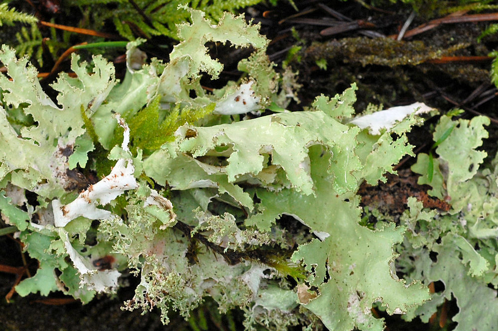 Cetraria Orbata Lichen