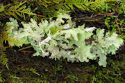 Lichen, Cetraria Orbata