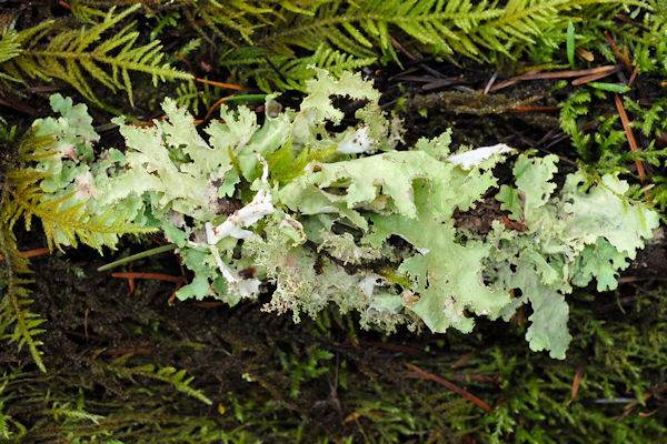 Cetraria Orbata Lichen