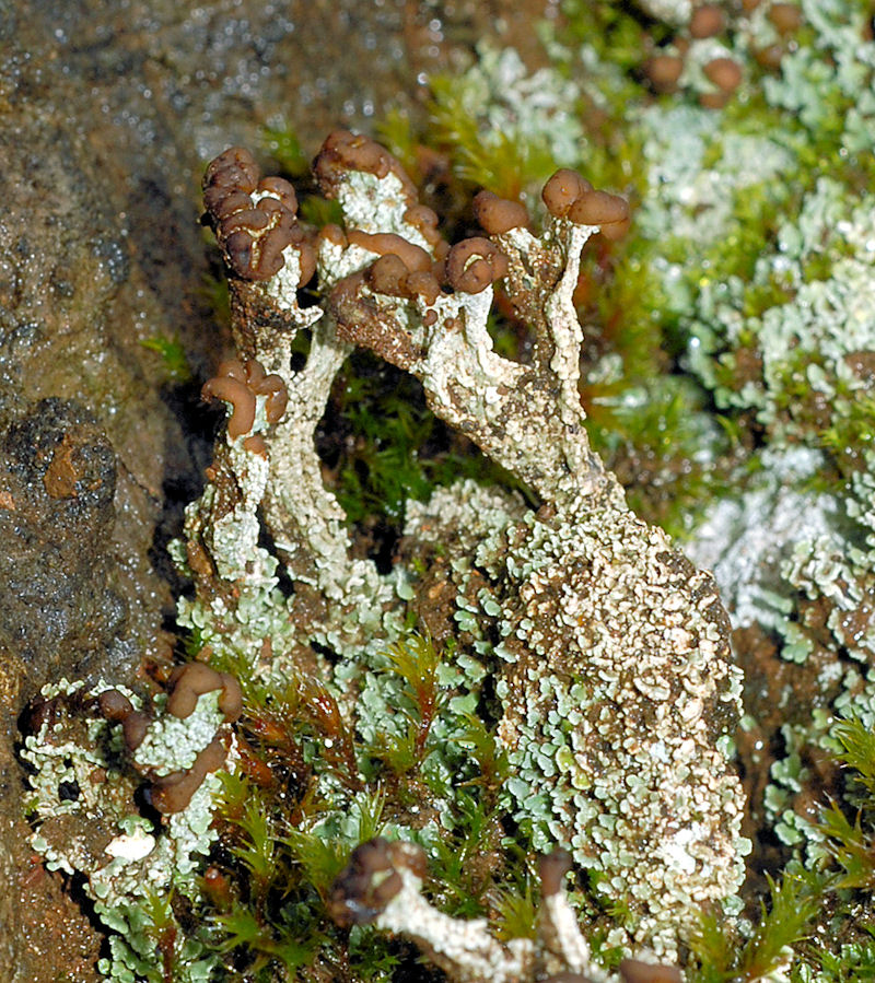 Cladonia Cariosa Lichen