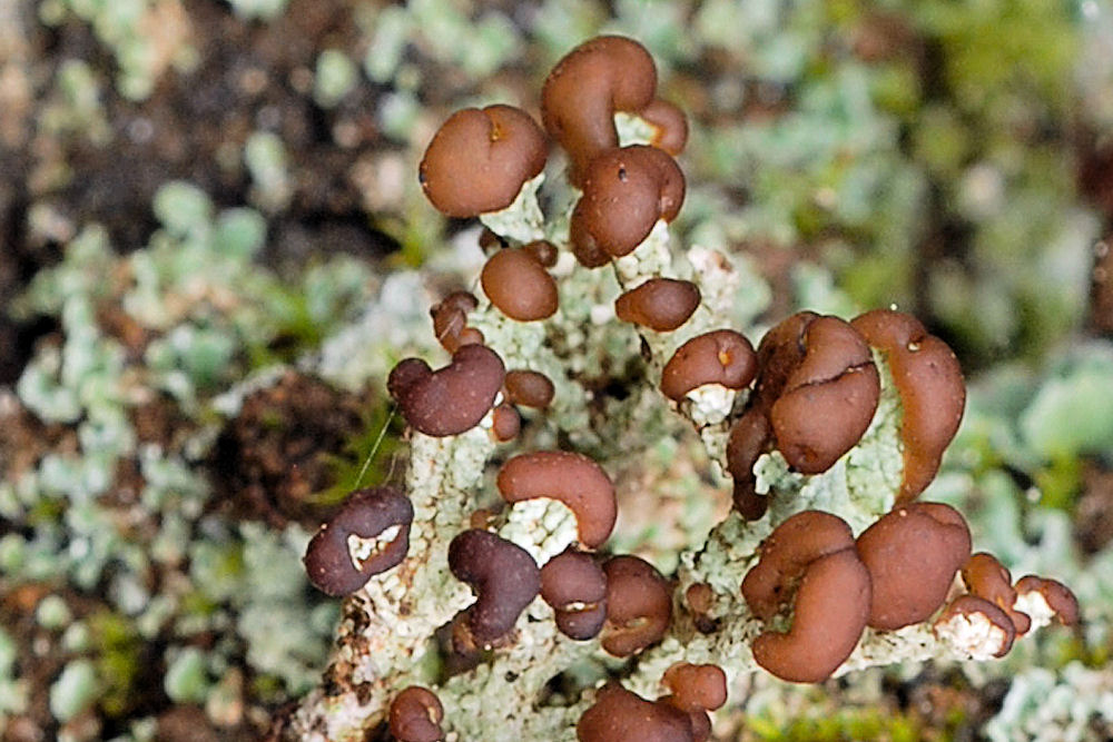 Cladonia Cariosa Lichen