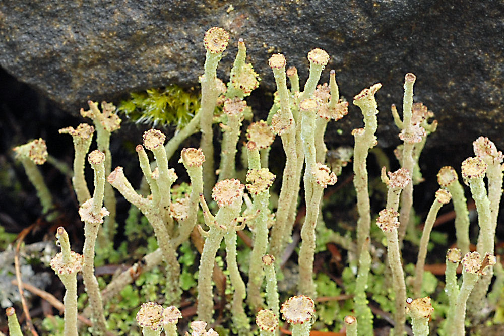 Cladonia Ecmocyna Lichen