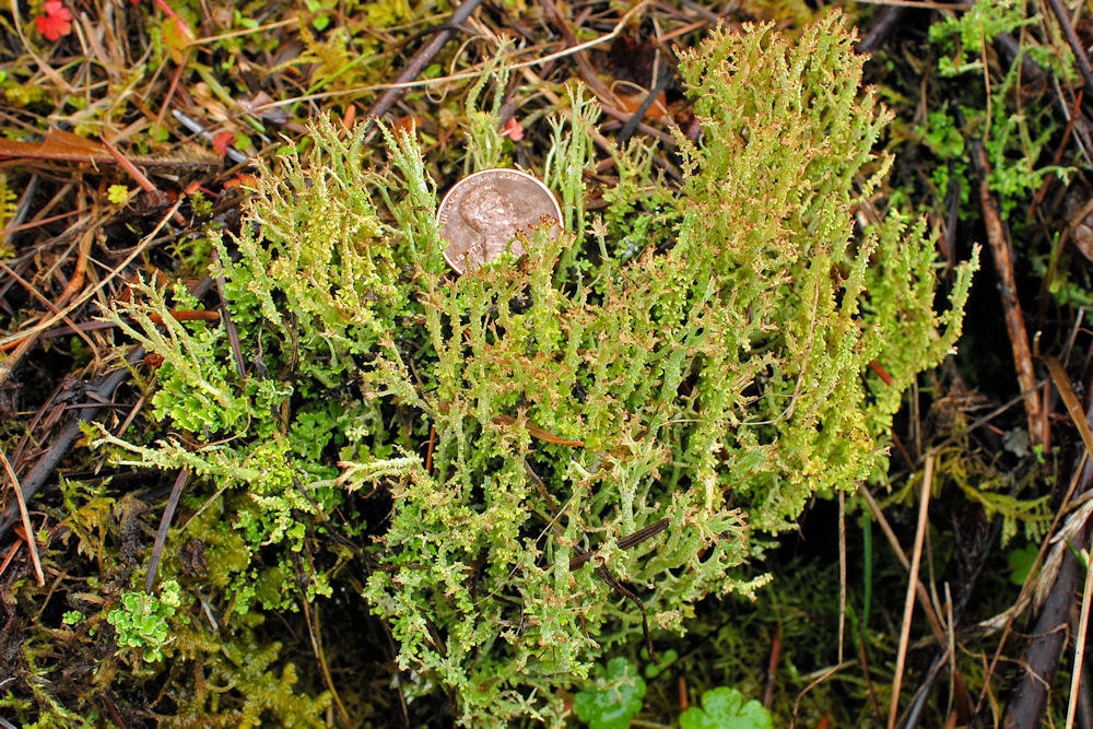 Cladonia Dragon Lichen