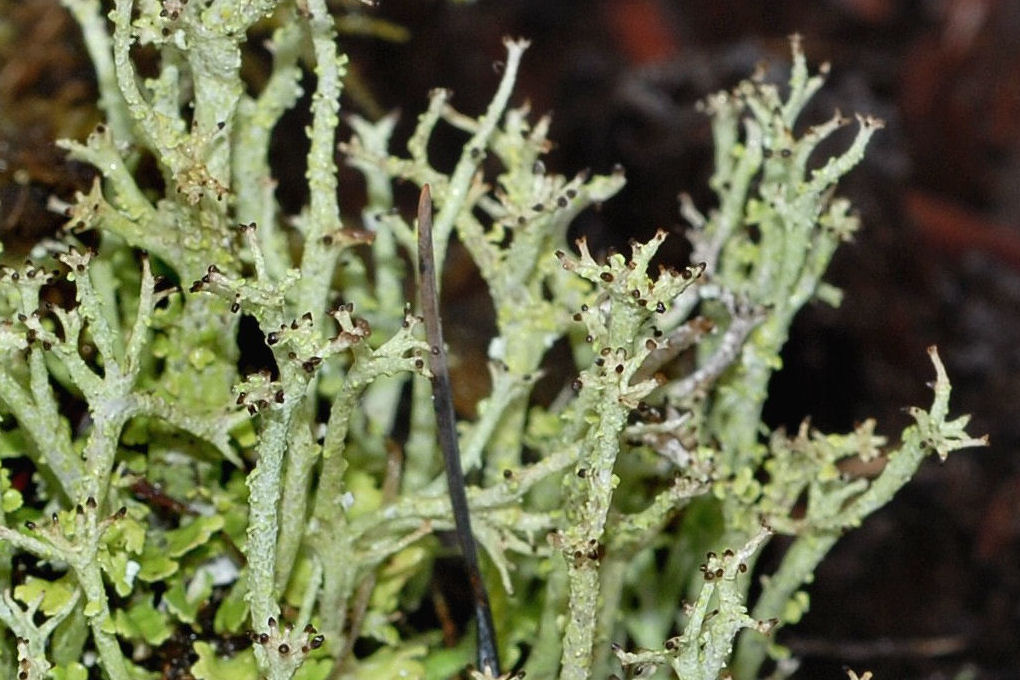 Dragon Cladonia Lichen