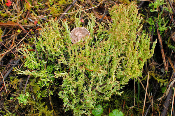 Cladonia Squamosa Lichen