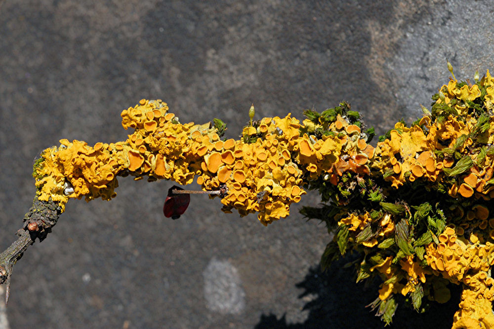 Common Orange Lichen