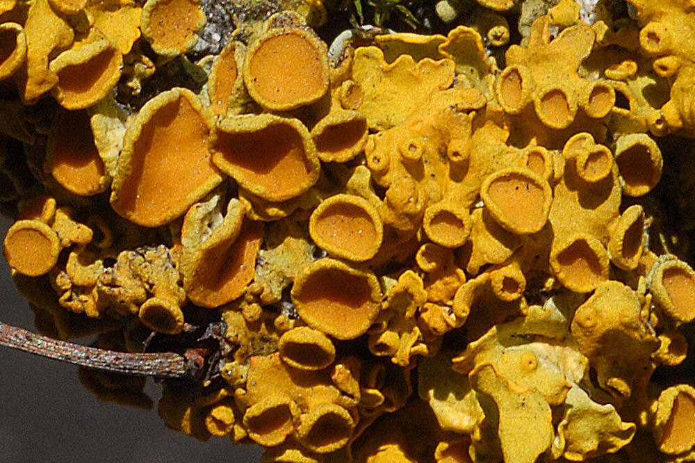 Common Orange Lichen