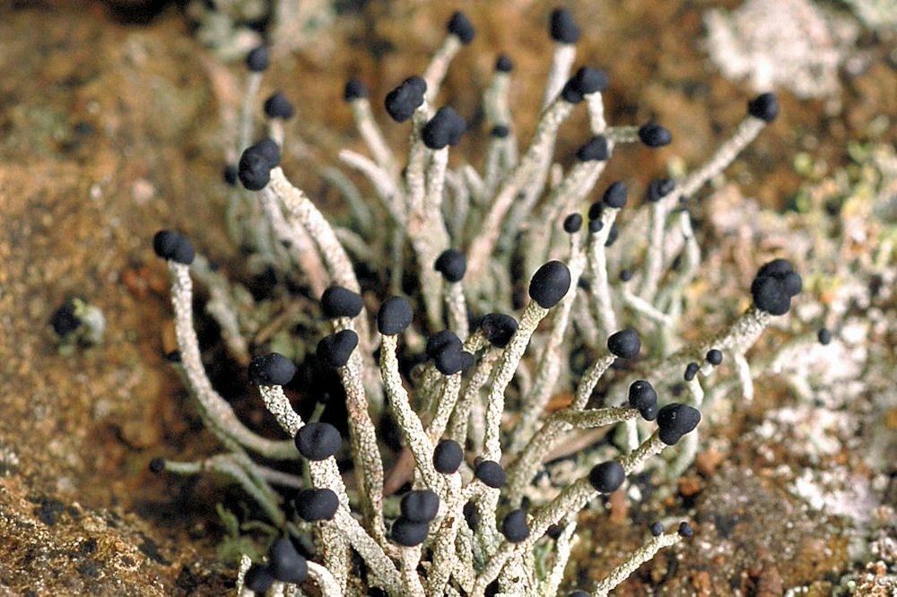 Devil's Matchstick Lichen