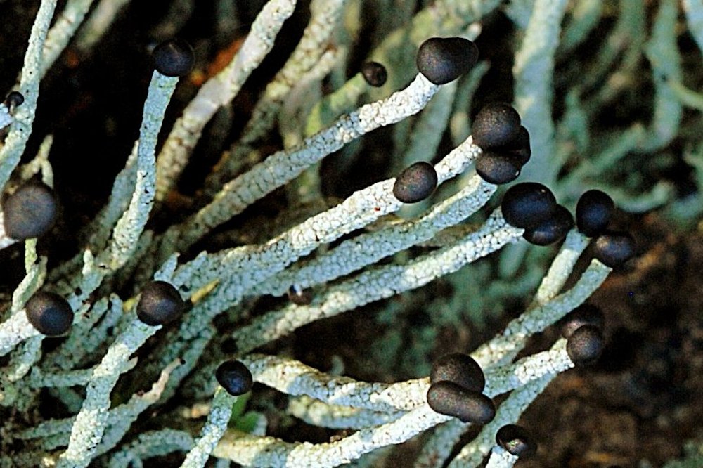 Devil's Matchstick Lichen