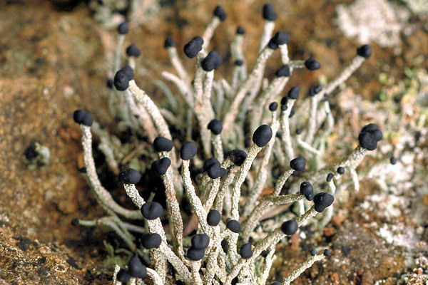 Devil's Matchstick Lichen