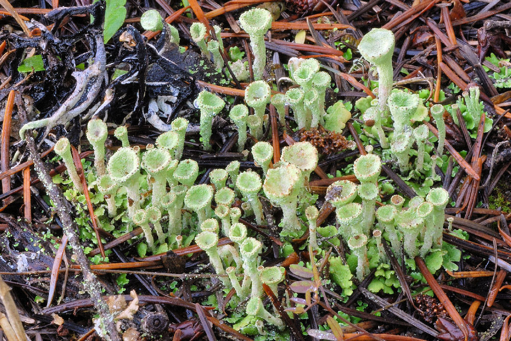 False Pixie Cup Lichen