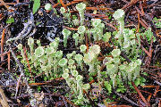 Lichen, False Pixie Cup